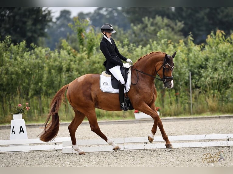 Hannoveraner Stute 9 Jahre 176 cm Fuchs in Ocholt