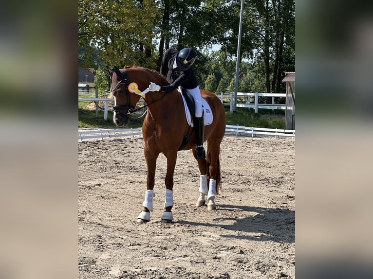 Hannoveraner Stute 9 Jahre 176 cm Fuchs in Ocholt