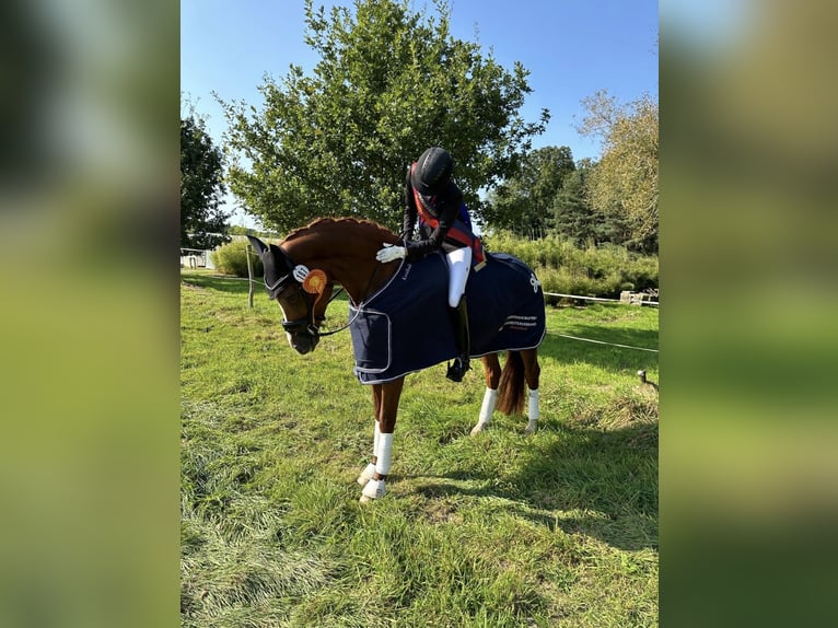 Hannoveraner Stute 9 Jahre 176 cm Fuchs in Ocholt