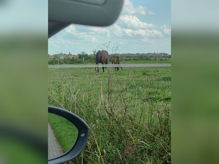 Hannoveraner Stute 9 Jahre 176 cm Hellbrauner in Borstel