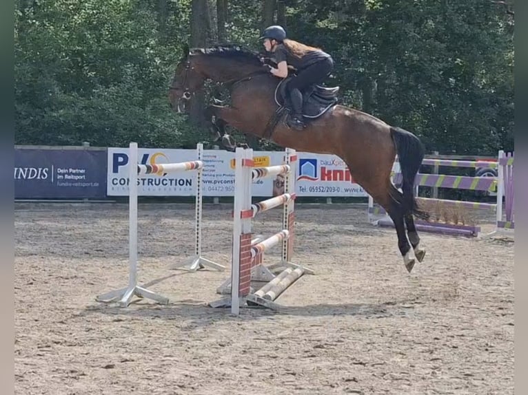 Hannoveraner Stute 9 Jahre 178 cm Brauner in Löningen