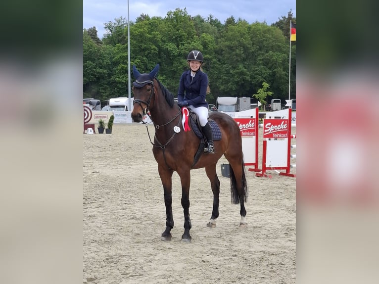 Hannoveraner Stute 9 Jahre 178 cm Brauner in Löningen