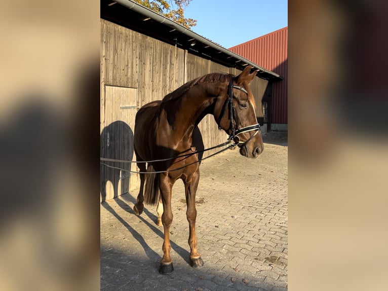 Hannoveraner Stute 9 Jahre 178 cm Dunkelfuchs in Marxen