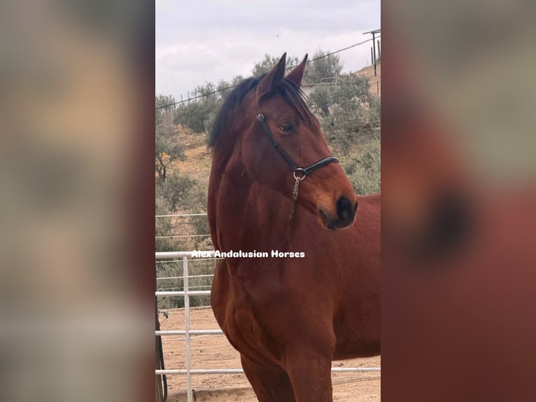 Hannoveraner Stute 9 Jahre 180 cm Brauner in Sevilla