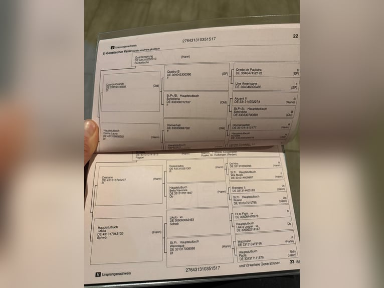 Hannoveraner Stute 9 Jahre 180 cm Rappe in Tass