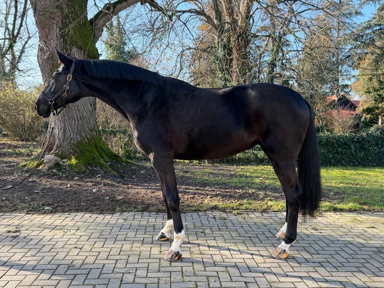 Hannoveraner Stute 9 Jahre 180 cm Rappe in Tass