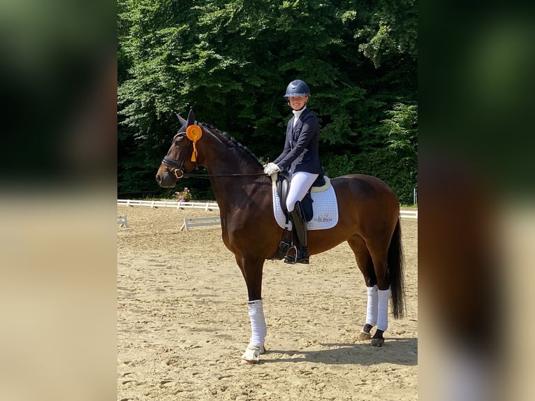 Hannoveraner Stute 9 Jahre Brauner in Jesteburg