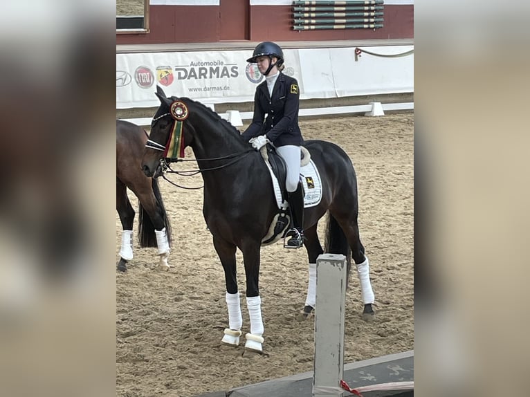 Hannoveraner Stute 9 Jahre Brauner in Jesteburg