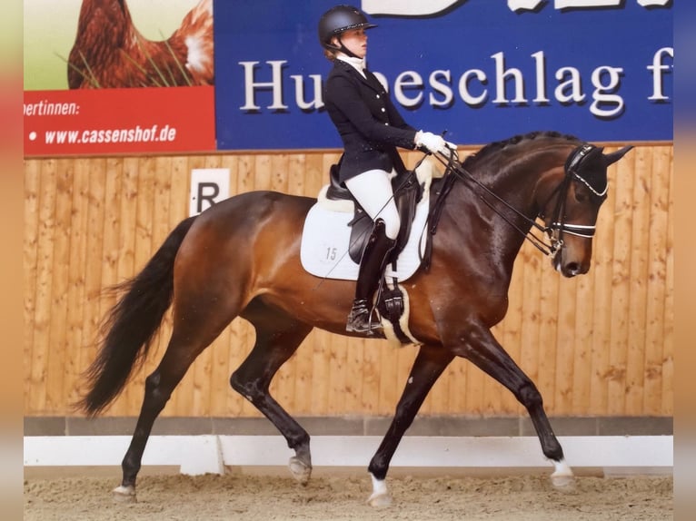 Hannoveraner Stute 9 Jahre Brauner in Jesteburg