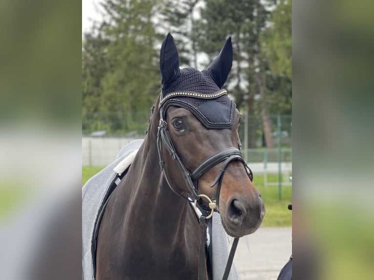 Hannoveraner Stute 9 Jahre in Witten Hannoveraner Stute 9 Jahre in Witten