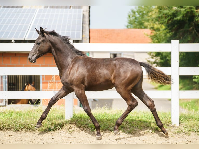 Hannoveraner Stute Fohlen (02/2025) 145 cm Schwarzbrauner in Ense