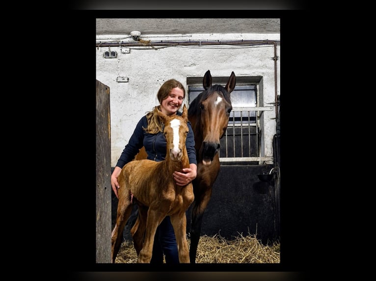 Hannoveraner Stute Fohlen (05/2026) 165 cm Palomino in Hamersen