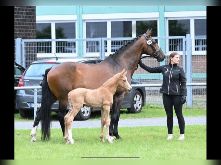 Hannoveraner Stute Fohlen (05/2026) 165 cm Palomino in Hamersen