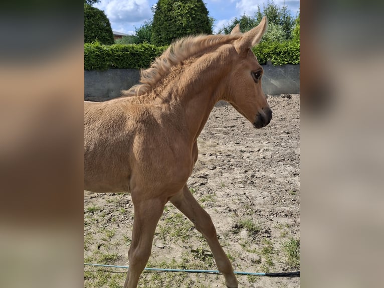 Hannoveraner Stute Fohlen (05/2026) 165 cm Palomino in Hamersen