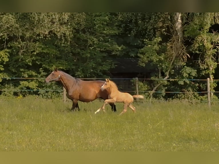 Hannoveraner Stute Fohlen (05/2026) 165 cm Palomino in Hamersen