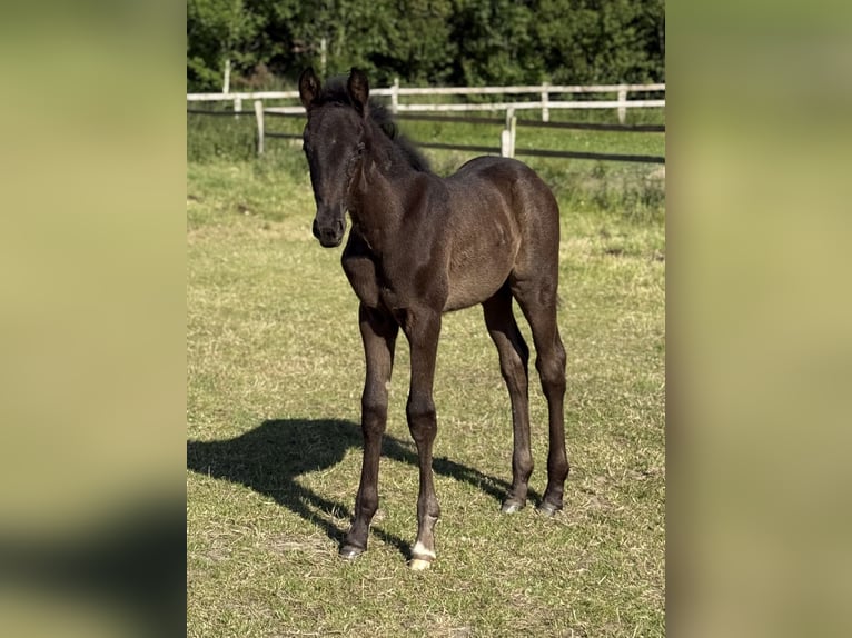 Hannoveraner Stute Fohlen (04/2025) 165 cm Rappe in Dornum Nesse