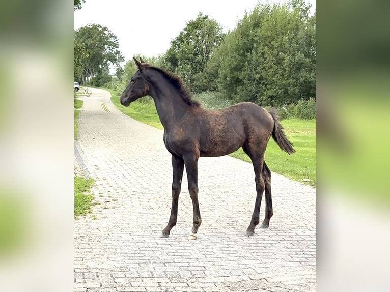 Hannoveraner Stute Fohlen (04/2025) 165 cm Rappe in Dornum Nesse