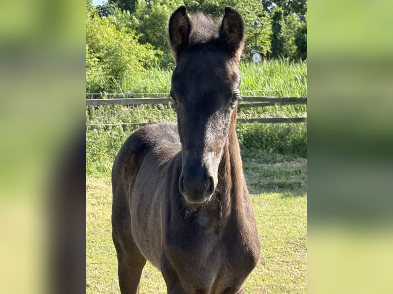 Hannoveraner Stute Fohlen (04/2025) 165 cm Rappe in Dornum Nesse