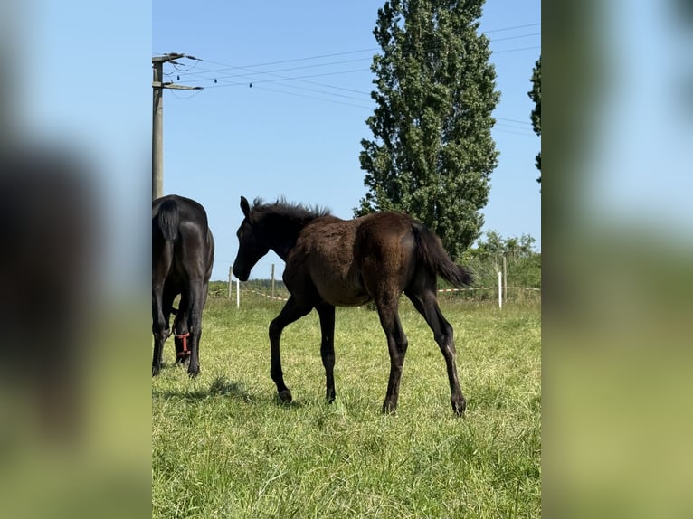 Hannoveraner Stute Fohlen (02/2025) 166 cm Rappe in Hankensb&#xFC;ttel