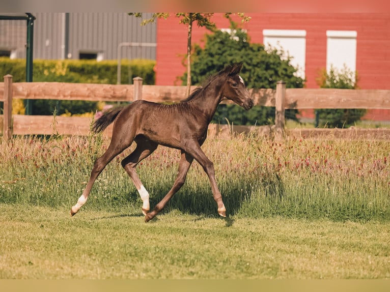 Hannoveraner Stute  167 cm Rappe in Nordholz