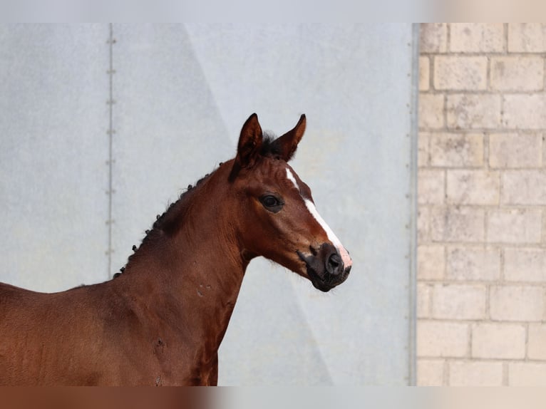 Hannoveraner Stute Fohlen (05/2026) 168 cm Brauner in Wolfsburg