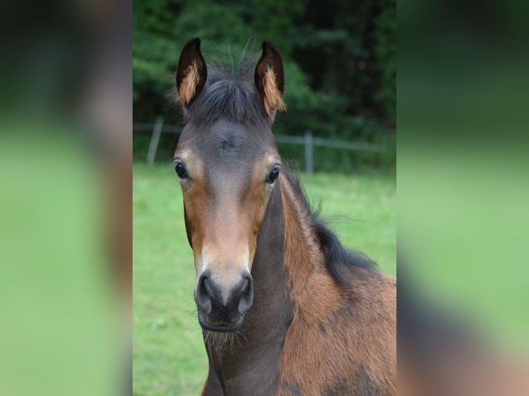 Hannoveraner Stute Fohlen (04/2026) 168 cm Dunkelbrauner in Westerkappeln