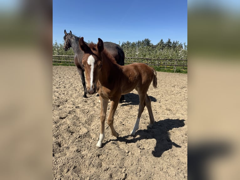 Hannoveraner Stute Fohlen (04/2026) 168 cm Fuchs in Hamburg