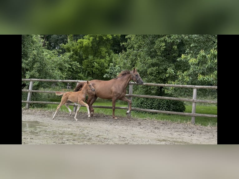 Hannoveraner Stute  168 cm Fuchs in Twistringen