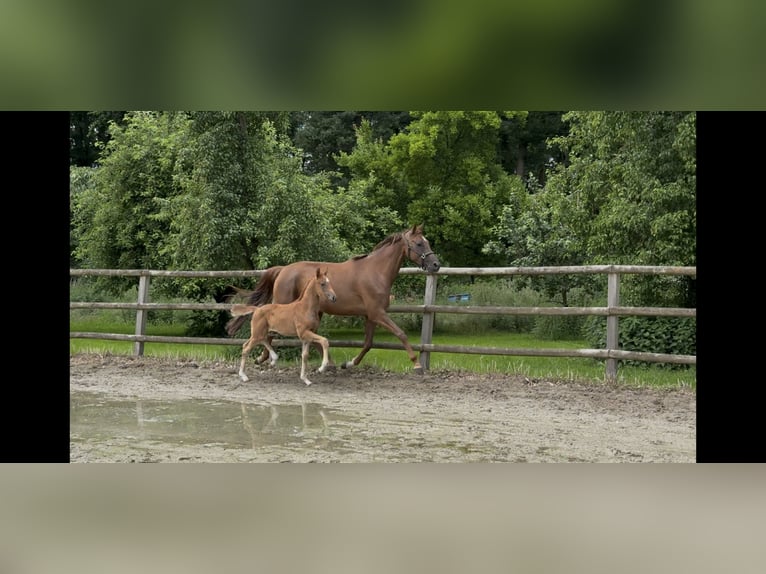 Hannoveraner Stute  168 cm Fuchs in Twistringen