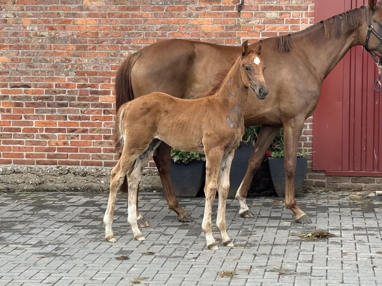 Hannoveraner Stute  168 cm Fuchs in Twistringen