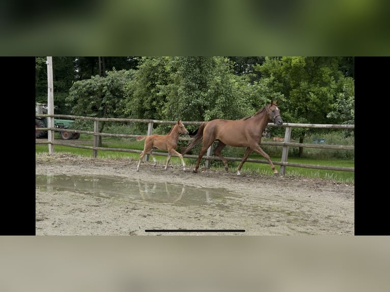 Hannoveraner Stute  168 cm Fuchs in Twistringen