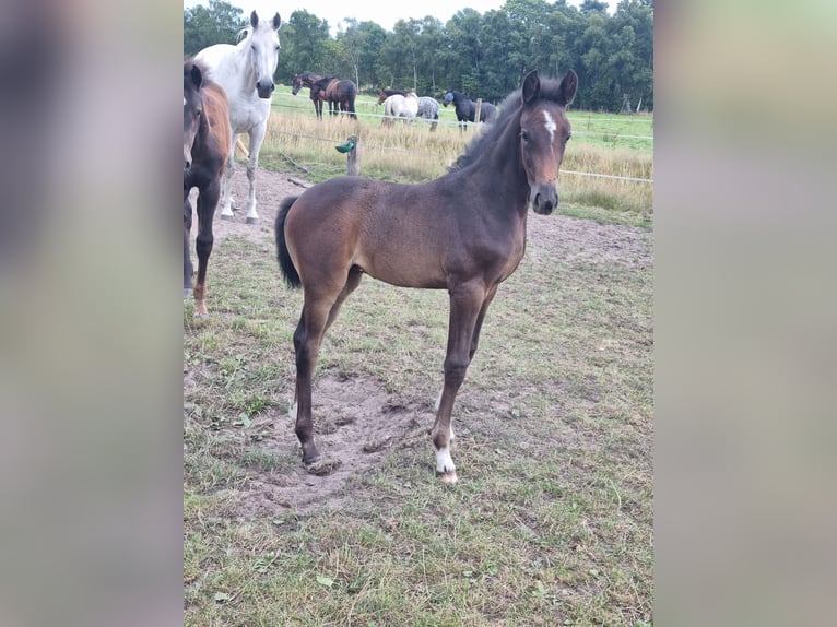 Hannoveraner Stute Fohlen (06/2025) 168 cm Kann Schimmel werden in Achim