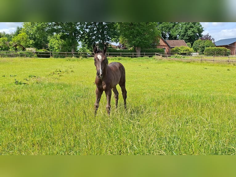 Hannoveraner Stute  168 cm Rappe in Holtorfsbostel