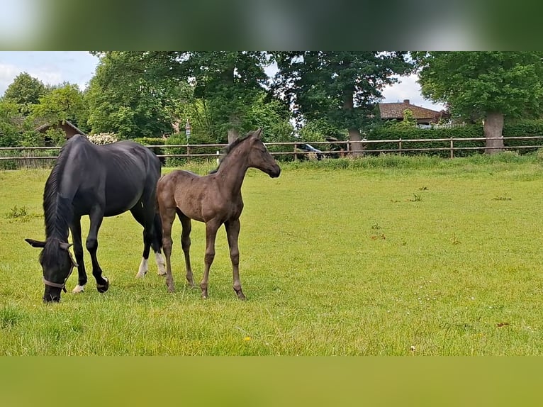 Hannoveraner Stute  168 cm Rappe in Holtorfsbostel