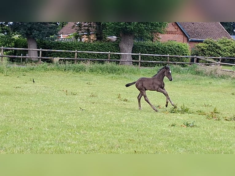 Hannoveraner Stute  168 cm Rappe in Holtorfsbostel