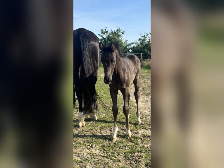 Hannoveraner Stute  168 cm Rappe in Walsrode