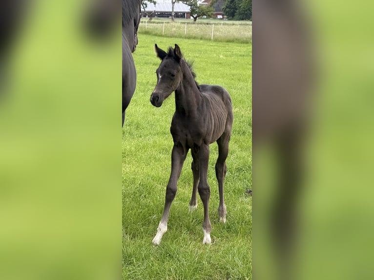 Hannoveraner Stute  168 cm Rappe in Walsrode