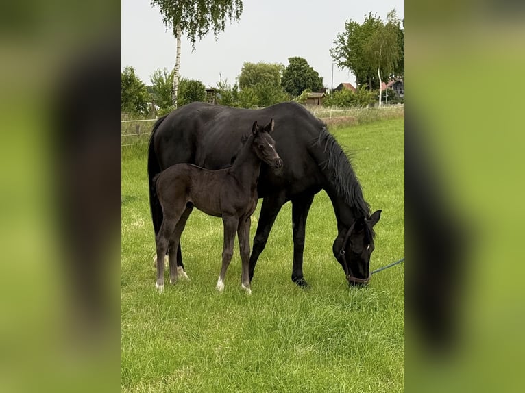 Hannoveraner Stute  168 cm Rappe in Walsrode
