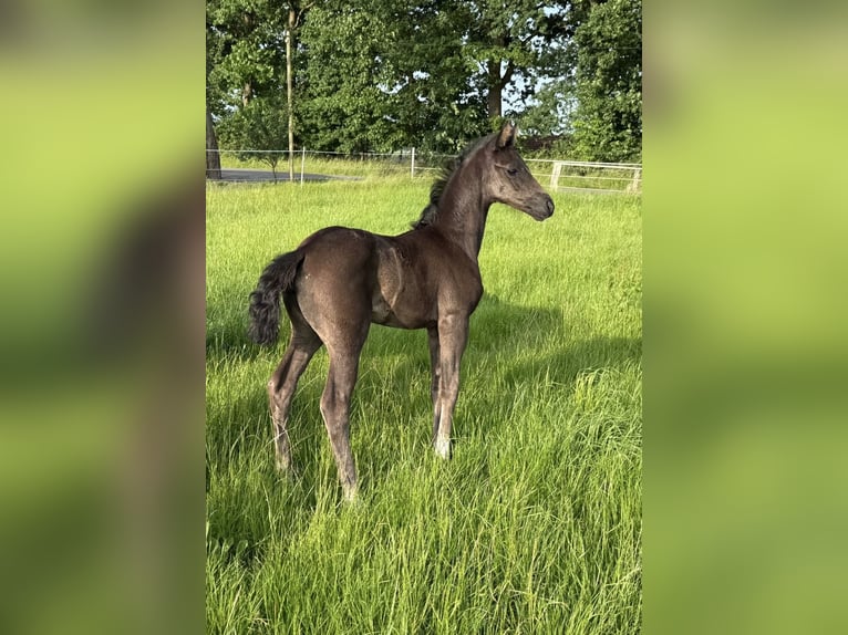 Hannoveraner Stute  168 cm Rappe in Walsrode