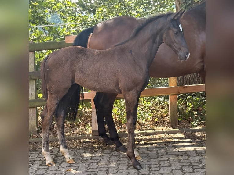 Hannoveraner Stute Fohlen (04/2026) 168 cm Rappe in Kirchlinteln