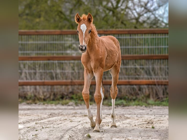 Hannoveraner Stute Fohlen (03/2026) 169 cm  in Königslutter am Elm