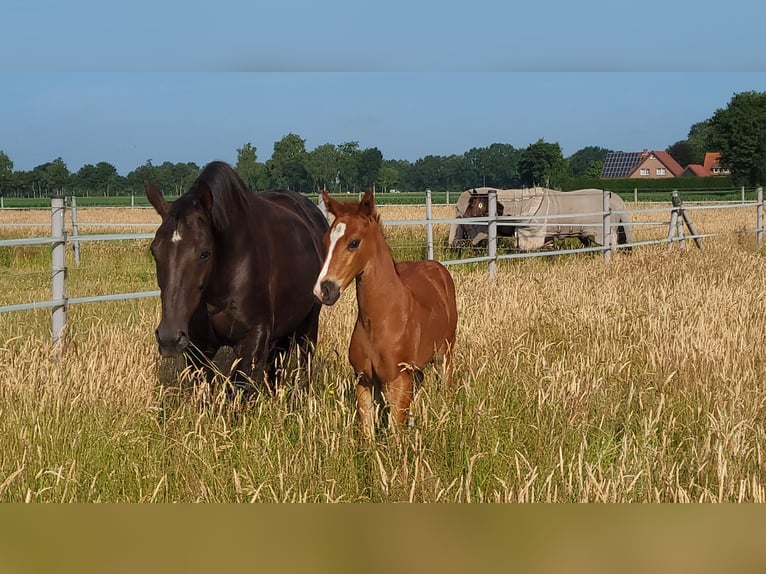 Hannoveraner Stute  169 cm Dunkelfuchs in Heede
