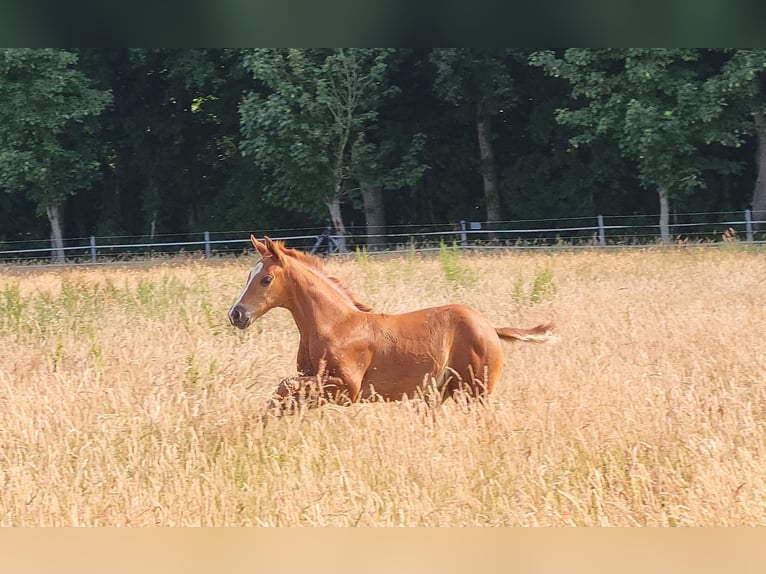 Hannoveraner Stute  169 cm Dunkelfuchs in Heede