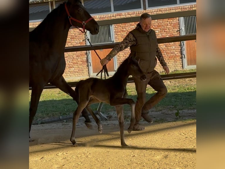 Hannoveraner Stute  169 cm Rappe in Handrup