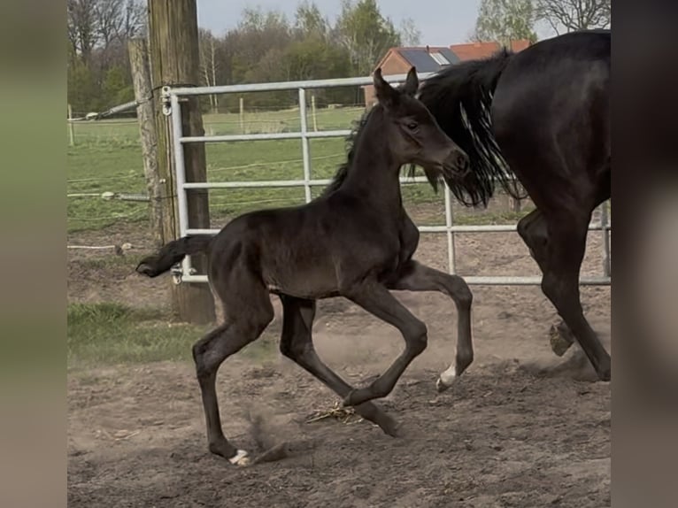 Hannoveraner Stute  169 cm Rappe in Handrup