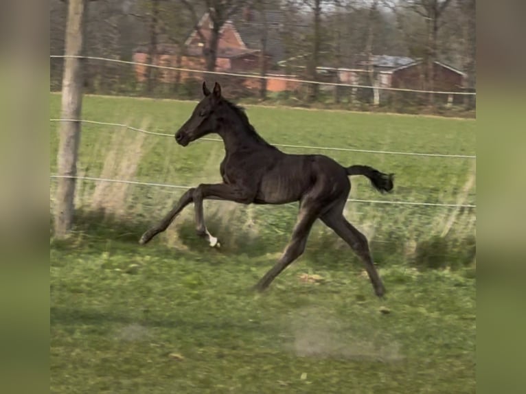 Hannoveraner Stute  169 cm Rappe in Handrup