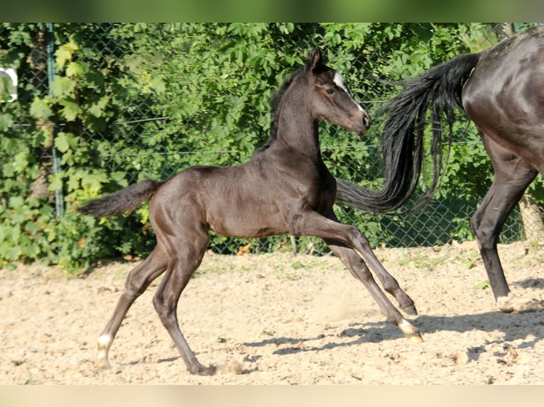 Hannoveraner Stute Fohlen (05/2024) 169 cm Rappe in Kutenholz