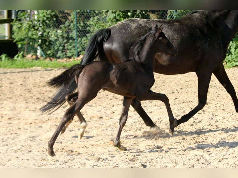 Hannoveraner Stute Fohlen (05/2024) 169 cm Rappe in Kutenholz