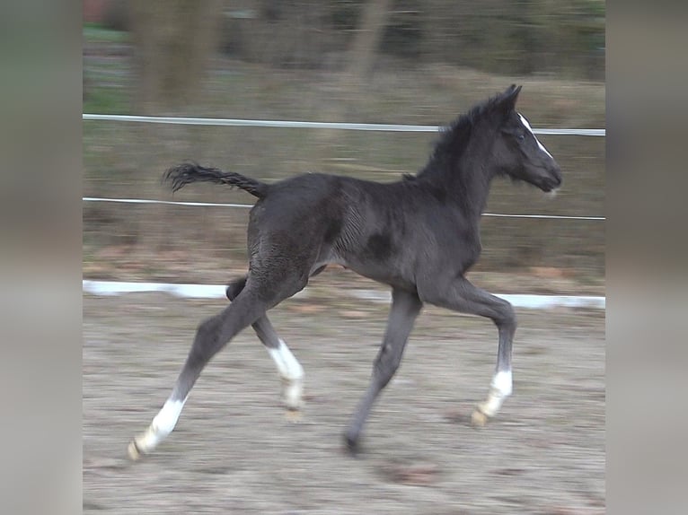 Hannoveraner Stute Fohlen (03/2025) 170 cm in Ratekau