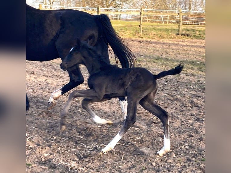 Hannoveraner Stute Fohlen (03/2025) 170 cm in Ratekau